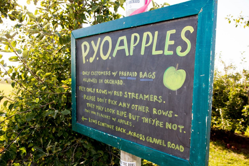 Apple_O_001
