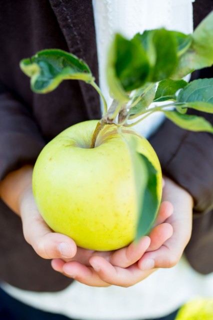 Apple_O_006